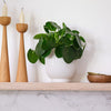 Chinese Money Plant & Pot