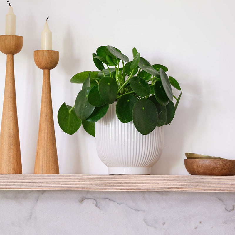 Chinese Money Plant & Pot