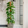 Devil's Ivy on Moss Pole