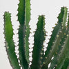 Large Euphorbia Triangularis