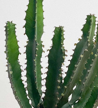 Large Euphorbia Triangularis
