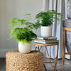 Asparagus Fern Pair