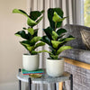 Fiddle-Leaf Fig Pair