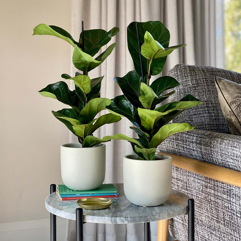 Fiddle-Leaf Fig Pair