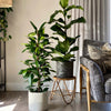 Fig Plant Pair