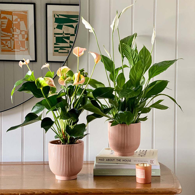 Air Purifying Pair