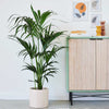 Cool Grey Air Purifying Bundle
