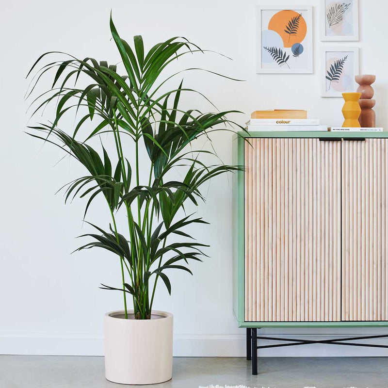 Cool Grey Air Purifying Bundle