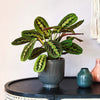 Prayer Plant