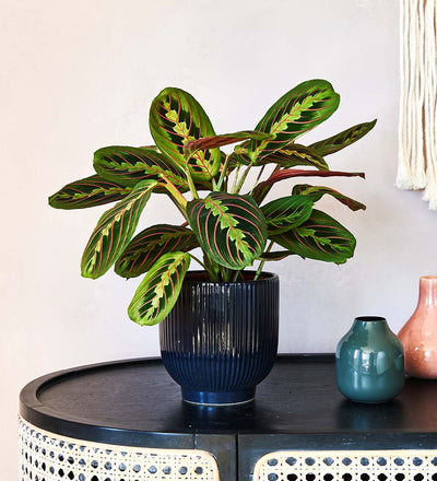 Prayer Plant & Pot