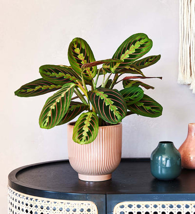 Prayer Plant & Pot
