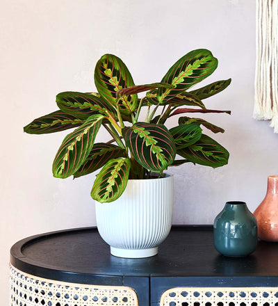 Prayer Plant & Pot