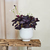 Oxalis Triangularis