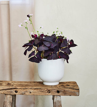 Oxalis Triangularis