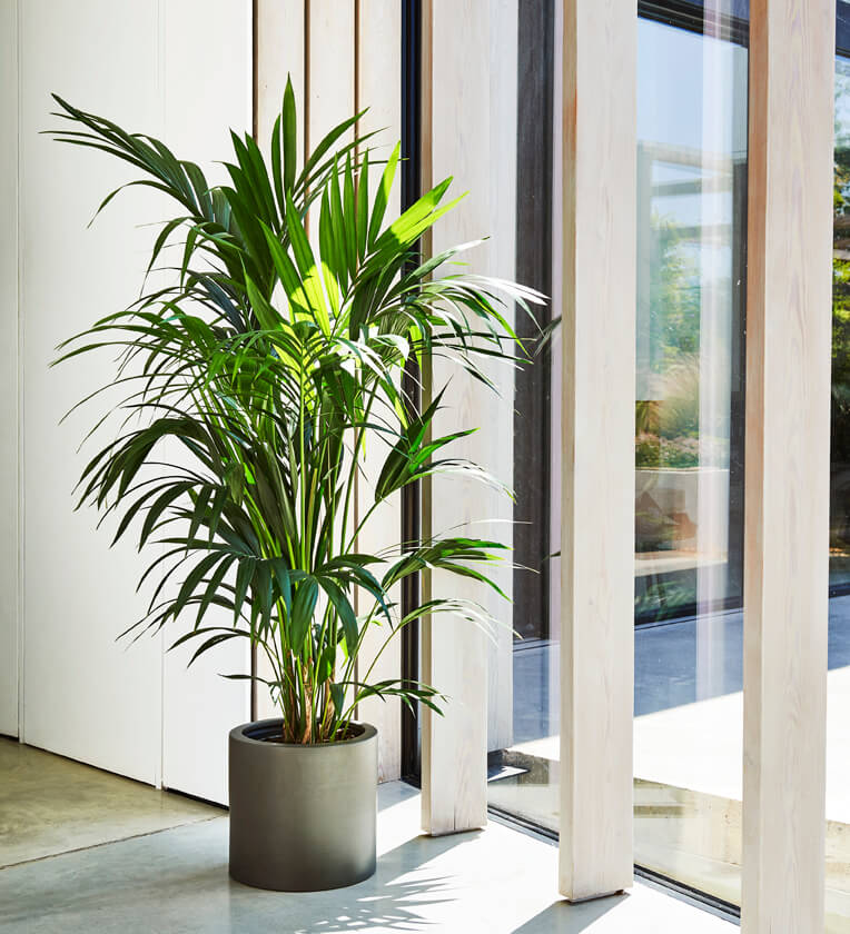 XL Kentia Palm