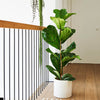 Large Plant Bundle