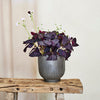 Oxalis Triangularis