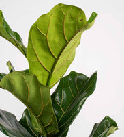 Fig Plant Pair