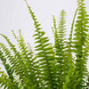 Boston Fern & Pot