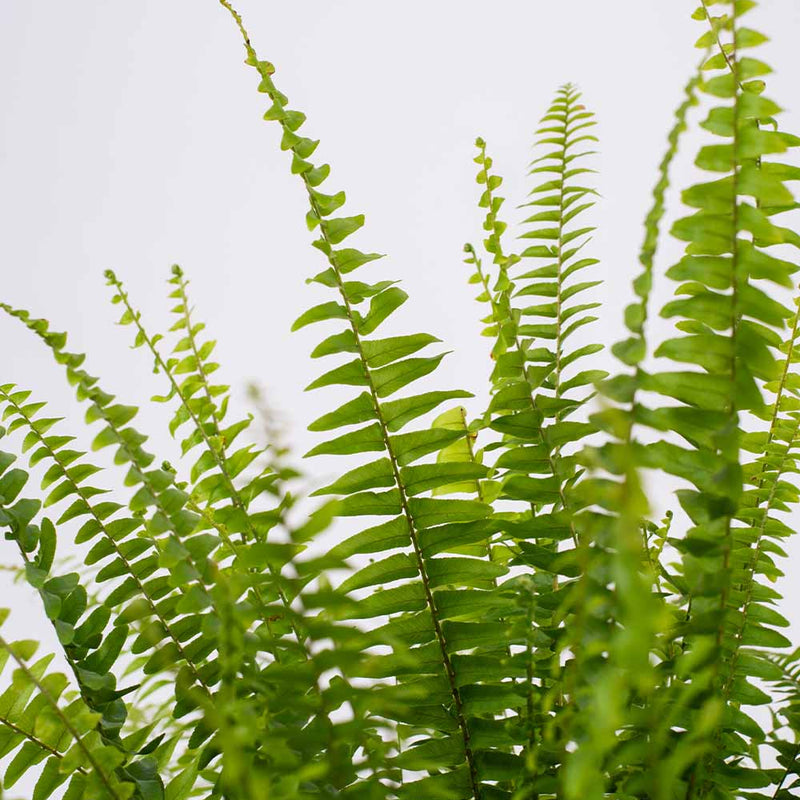 Boston Fern & Pot
