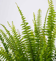 Boston Fern & Pot