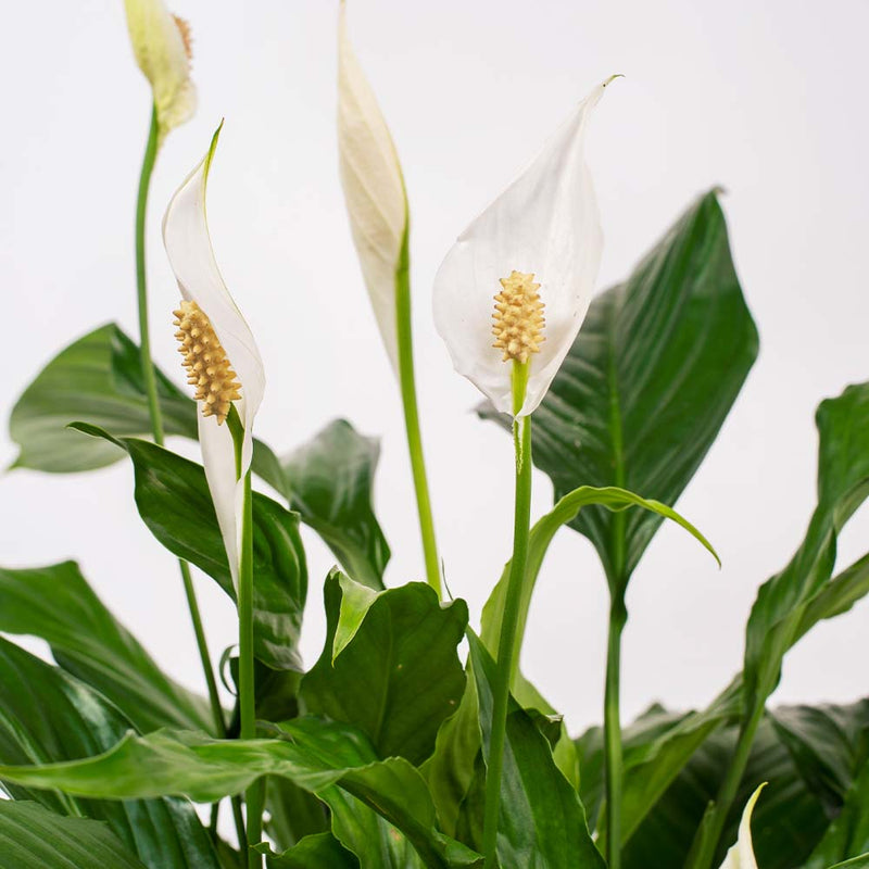 Peace Lily & Pot