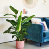 Cool Grey Air Purifying Bundle
