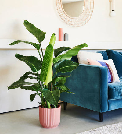 XL Bird of Paradise