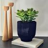 Jade Plant & Pot