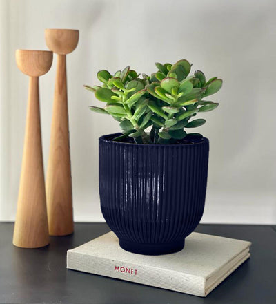 Jade Plant & Pot