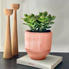 Jade Plant & Pot