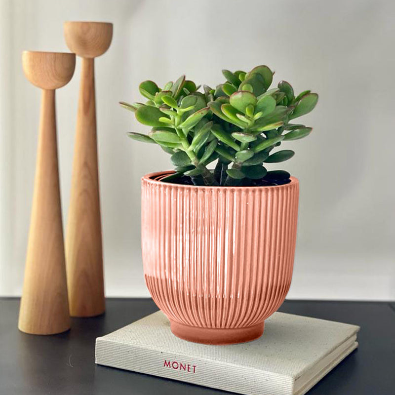 Jade Plant & Pot