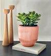 Jade Plant & Pot