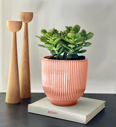Jade Plant & Pot