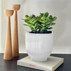 Jade Plant & Pot