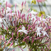 Pink Jasmine & Pot
