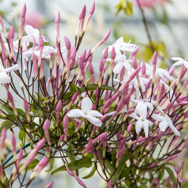 Pink Jasmine & Pot