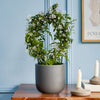 Pink Jasmine & Pot