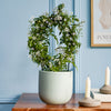 Pink Jasmine & Pot