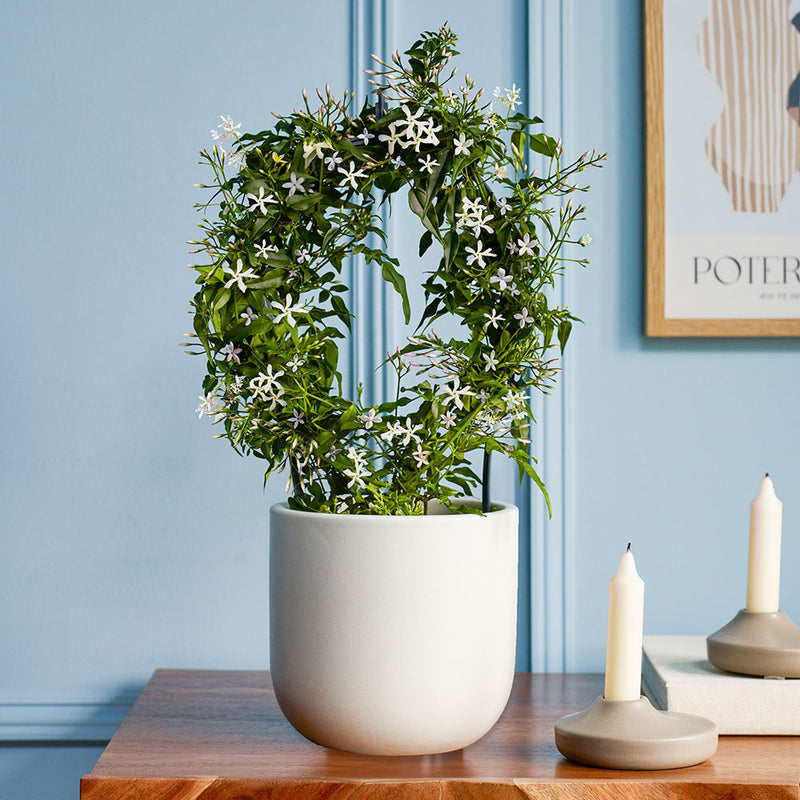 Pink Jasmine & Pot