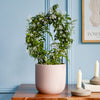 Pink Jasmine & Pot