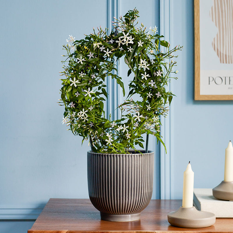 Pink Jasmine & Pot