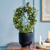 Pink Jasmine & Pot