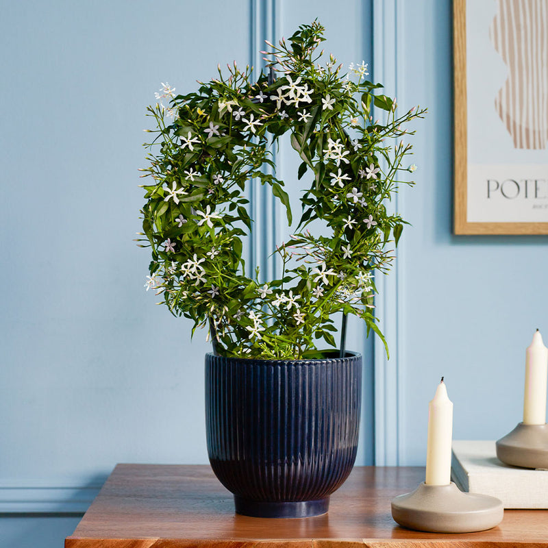 Pink Jasmine & Pot