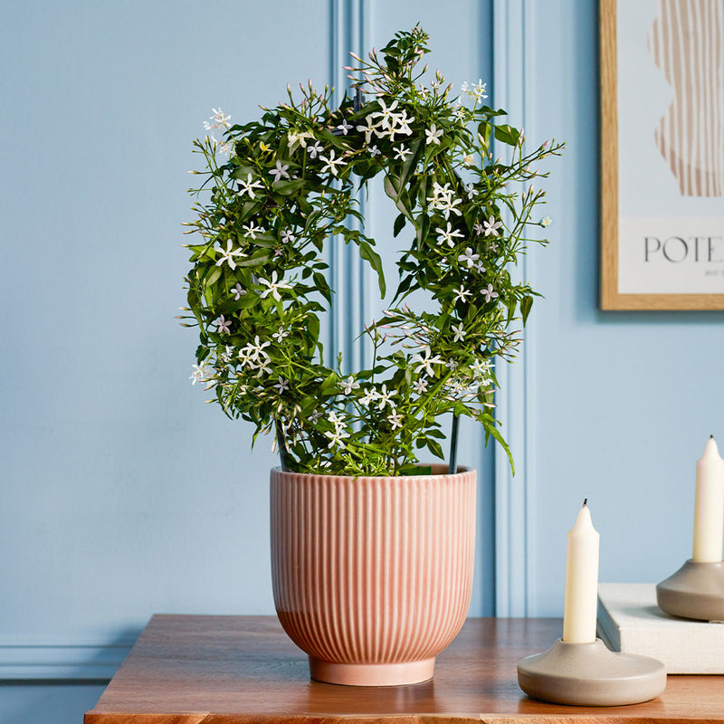 Pink Jasmine & Pot