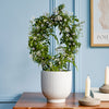 Pink Jasmine & Pot