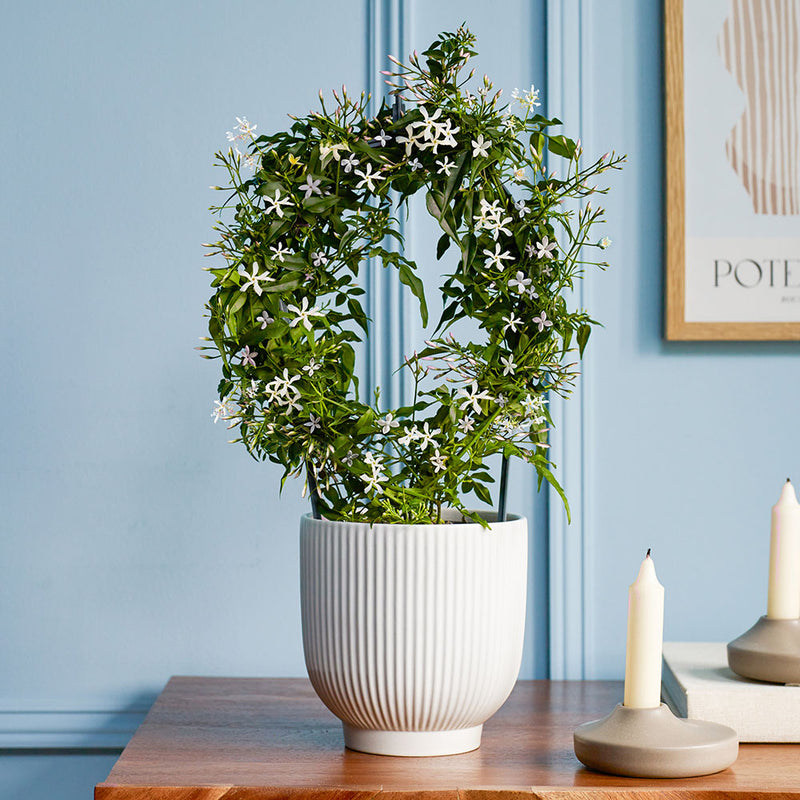 Pink Jasmine & Pot