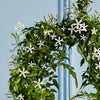White Jasmine & Pot