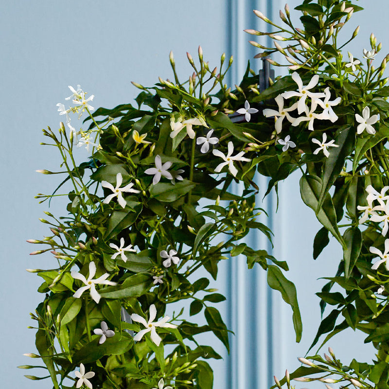 White Jasmine & Pot