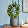 White Jasmine & Pot